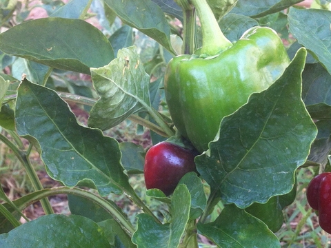 Pimentos